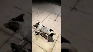 A puppy with no forelimbs like a seal foryou pets animals cute healing dog lucy [upl. by Atsillak285]