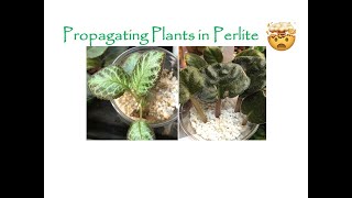 Propagating Plants in Perlite [upl. by Orfinger977]