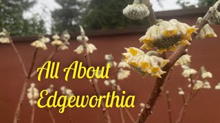 Edgeworthia Flowers Fragrance Form and Fiber [upl. by Suravart]