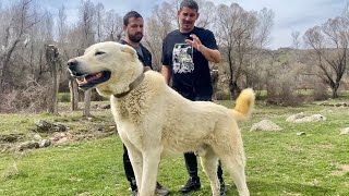 TÜRKİYE’NİN EN BÜYÜK AKBAŞ ÇOBAN KÖPEĞİ  AK BARAN Dagdayasam dogs animals [upl. by Adelia]