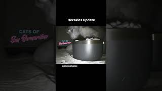 Herakles Update cat kittenrescue catrescue [upl. by Trebo]