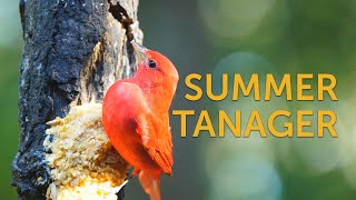 Summer Tanager [upl. by Atiral]