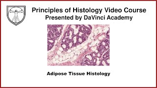 Adipose Tissue Histology [upl. by Olimreh52]