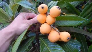 The Loquat  Eriobotrya japonica [upl. by Anegroeg]