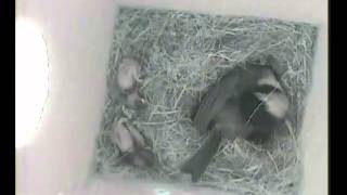 House wren attacks Chickadee nest box with chicks [upl. by Gold]