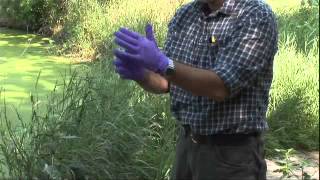 How to Test Your Pond for Bluegreen Algae [upl. by Rednasyl]