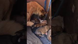 Cute Puppy Fights for Milk 🐶 adorablepuppy puppylove dogcare [upl. by Yntirb]