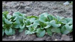 Feldsalat Vit im Garten Anfang Januar [upl. by Urquhart]