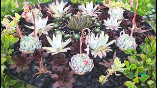 Growing Succulents Outdoors in the UK [upl. by Orton185]