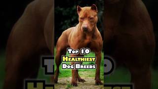 Top 10 Healthiest Dog BreedsShorts trending viral dogs [upl. by Hamrah538]