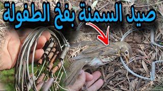 صيد طائر السمنة  المرقو بستعمال فخ الطفولة  la chasse a la grive [upl. by Crary]