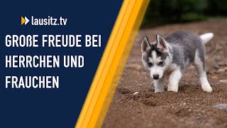 Neue Regeln für die Hundehaltung [upl. by Leanatan]