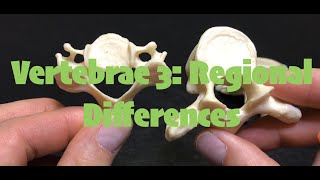 Vertebrae 3 Regional Differences [upl. by Kared]