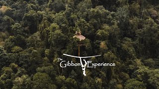 The Gibbon Experience [upl. by Aissela877]