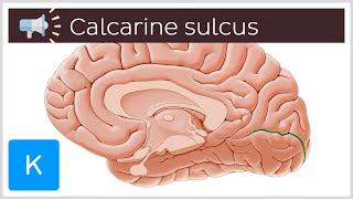 Calcarine sulcus  Anatomical Terms Pronunciation by Kenhub [upl. by Nyladam96]