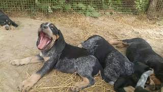 Awesome Bluetick Coonhound puppies at 7 weeks [upl. by Bonilla444]