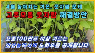 EP 165 고추모종 웃자람 해결 연산농약사 노하우 공개합니다 [upl. by Esta]