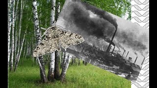 🦋 Évolution et pollution Quand le phalène du bouleau fait face à lindustrialisation [upl. by Eibbob]