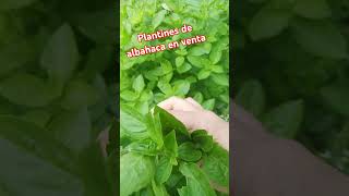 Albahaca LaGuaridadeMoni Plantines en venta [upl. by Itsuj269]