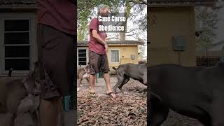 Obedience dog training session with a Cane Corso pt2 dogs pettraining dogtrainer dogtraining [upl. by Harneen875]