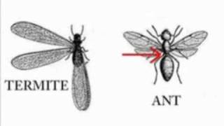 how to identify a termite or ant swarmer [upl. by Aivalf]