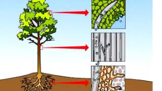 Transpiration Part 1  A Level Biology [upl. by Haeel]