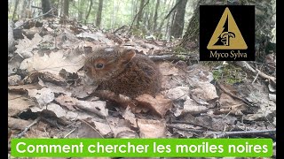 Comment chercher les morilles noires [upl. by Hodges]