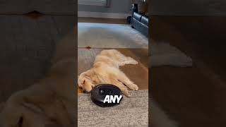 DOG VS VACUUM 🤯 [upl. by Atekihc812]