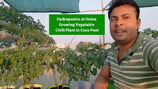 Hydroponics at Home Growing Vegetable Chilli plant Pepper [upl. by Durrett]