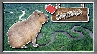 carpincho o capibara El roedor más grande del mundo  documental de animales salvajes [upl. by Barboza]