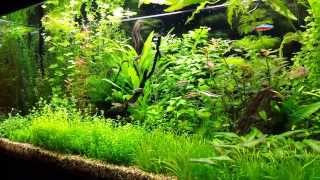 Pearling aquarium plants [upl. by Gans]