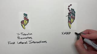 Building the cytoskeleton Molecular mechanisms of microtubule nucleation [upl. by Edals]