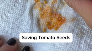 Saving Tomato Seeds An Alternative Way From the Fermentation Method [upl. by Yeltsew]