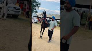 Jagraon Mandi🐎 Punjab♥️ shorts youtubeshorts youtube horse horses horseracing horseriding [upl. by Azalea]