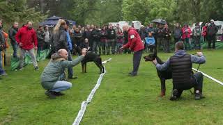 CHAMPION CUP 2019 SPECIAL DOBERMANN SHOW 22 [upl. by Lebiram462]