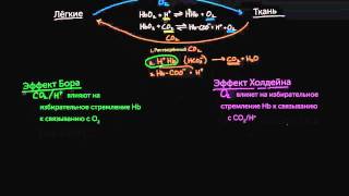 Эффект Бора и эффект Холдейна [upl. by Ohcirej]