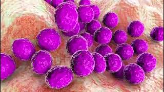 stock footage bacteria staphylococcus aureus staphylococcus epidermidis mrsa multidrug resistant bac [upl. by Mraz]