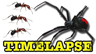 Redback Spider Vs Killer Ants Slowmo Timelapse amp Behind The Cat Scenes [upl. by Akceber]