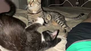 Kittens playing wrestling on bed Mary Cummins [upl. by Atineb]