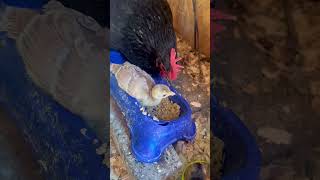 Cutest Peachick and Chicken mama peacock peafowl chickens chicks farmlife [upl. by Sochor912]