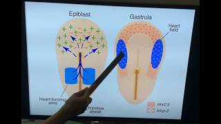 Embryology of Cardiovascular system  Development of heart Part I  Dr Vijaya [upl. by Ragucci]