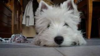 Westie puppy Lupi 4 months [upl. by Amerak]