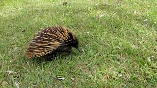 Echidna looking for lunch [upl. by Eliott]