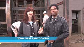 Oakland Zoo  Celebrating Elephants Day on May 23 [upl. by Jeffcott]