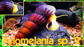 Tylomelania sp quotorangequot 2  Tylomelania sp quotposoquot  Aquarium Porte Dorée  Paris  29022016 [upl. by Aiepoissac]