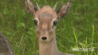 Zoo To You Episode 50 Tiny Antelope Remarkable Nose [upl. by Hauge]