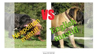 Neapolitan mastiff vs English mastiff [upl. by Volpe]