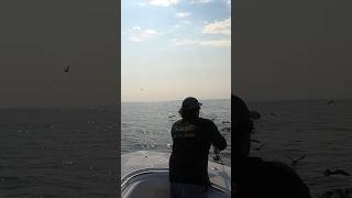 Barnegat Light False Albacore Fishing fishing inshore nature [upl. by Yrot]