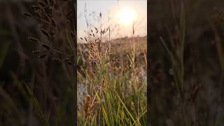 Samsung s22 ultra camera test 🔥😍 creativecinematic Samsung s22 camera 😍creative nature shorts [upl. by Christi]