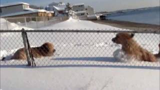 Briards in the Snow [upl. by Gregory]